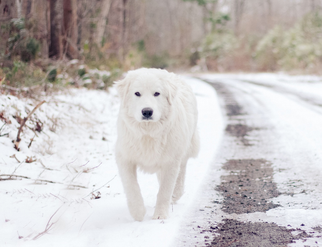 怎么养阿拉斯加能变胖一点-怎么养阿拉斯加犬