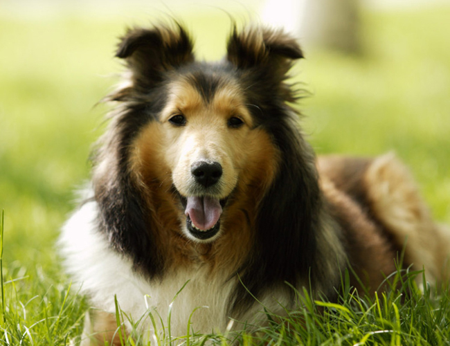 杜宾犬不立耳会怎样-杜宾犬立耳不残忍吗