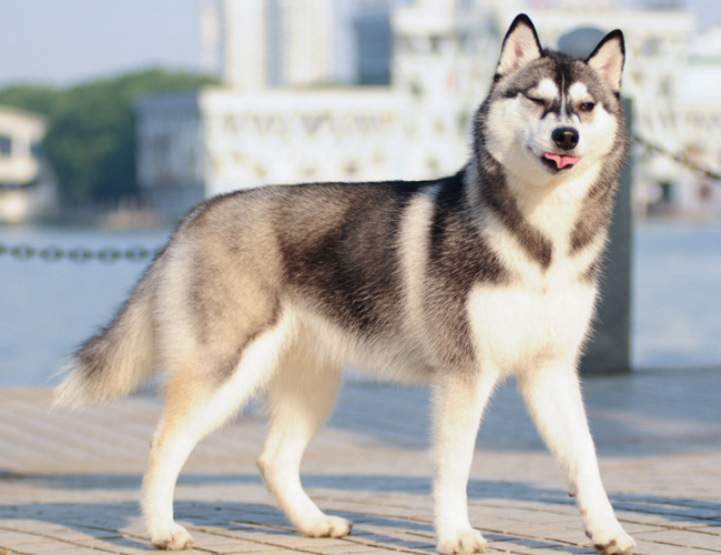京巴犬多少钱-赛级京巴犬