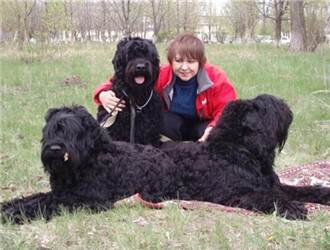巨贵犬多少钱一只纯种白色-纯种巨贵犬图片