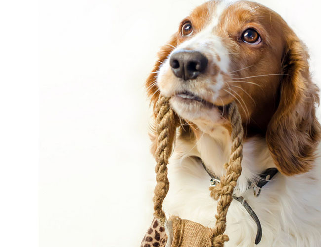 怎样训练泰迪犬握手-怎样训练泰迪犬大小便