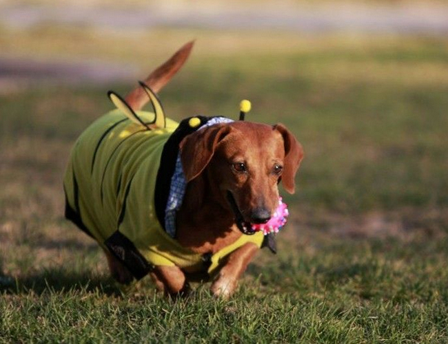 泰迪犬几个月可以训练大小便-泰迪犬训练走路