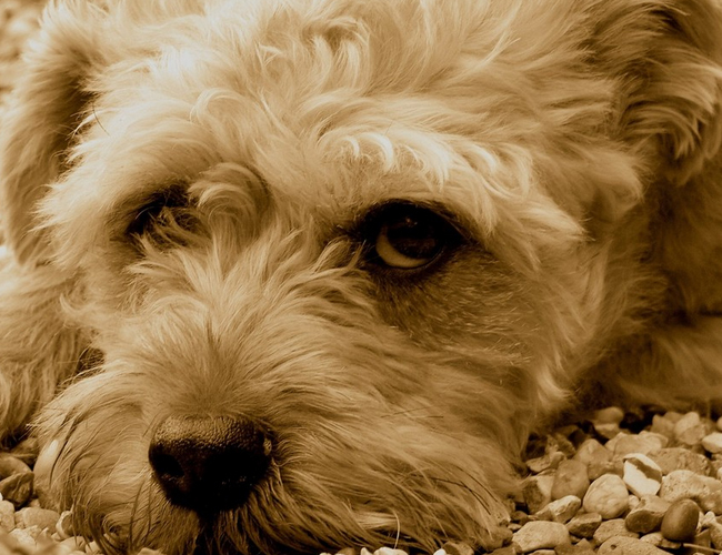 灵犬莱西读后感350字-灵犬莱西读后感