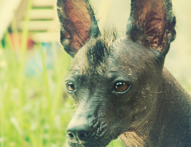 拉布拉多犬多少钱一只-拉布拉多的价格