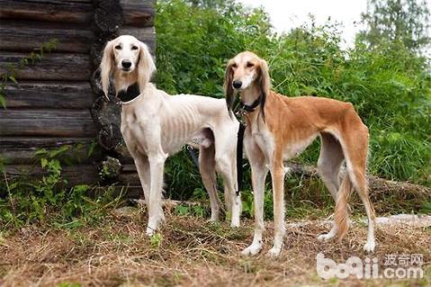 美系秋田犬-秋田犬现实中多少钱