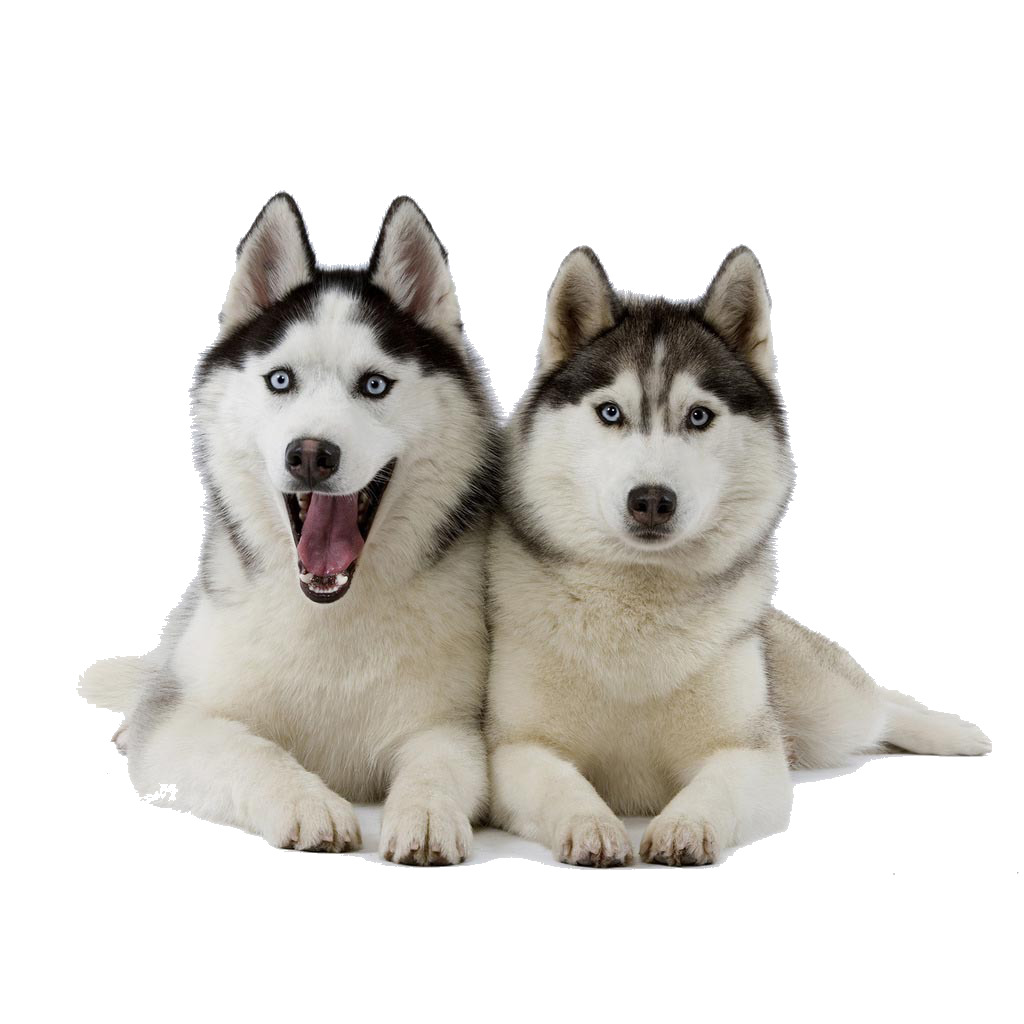 阿拉斯加犬怎么喂养-阿拉斯加犬的致命缺点