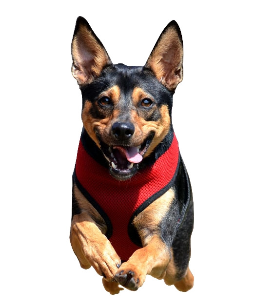 公马犬名字霸气响亮点-马犬起名字大全