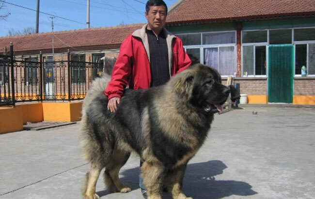 八哥犬凶不凶猛-八哥犬凶不凶