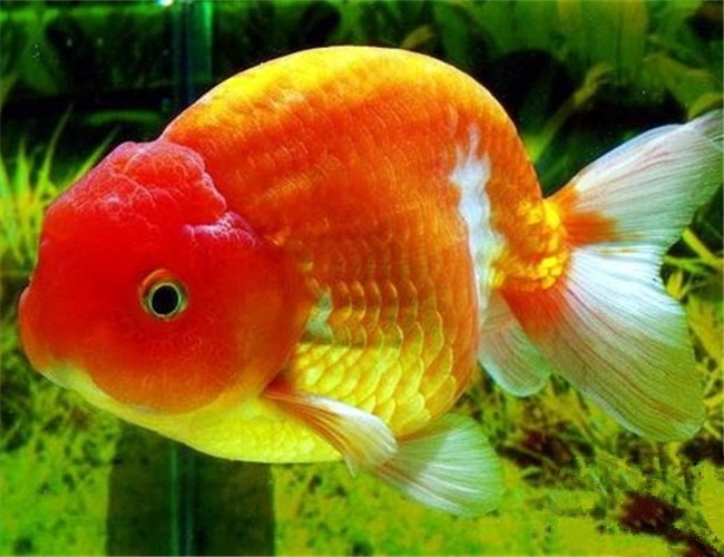 犬瘟细小用什么药-狂犬病一分钟自测