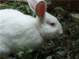 打猫咪不能打哪里-打猫咪应该打哪里