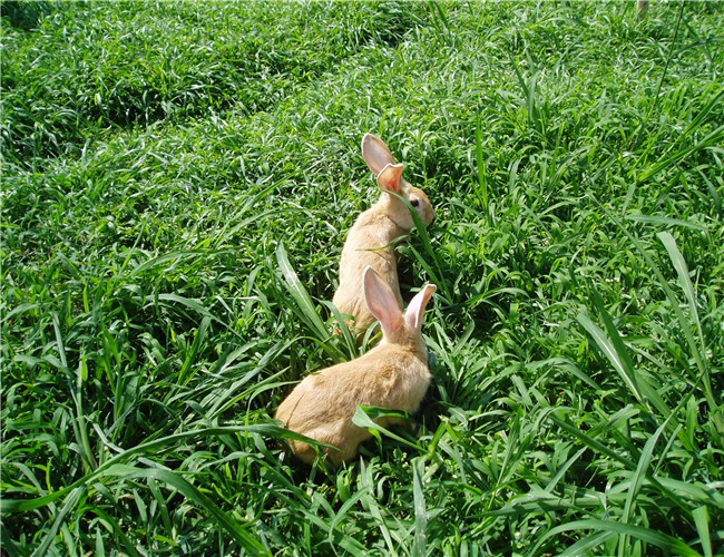 英国老式牧羊犬性格特点-英国老式牧羊犬图片