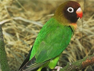 意大利灵缇犬优缺点-意大利灵缇犬抓兔子